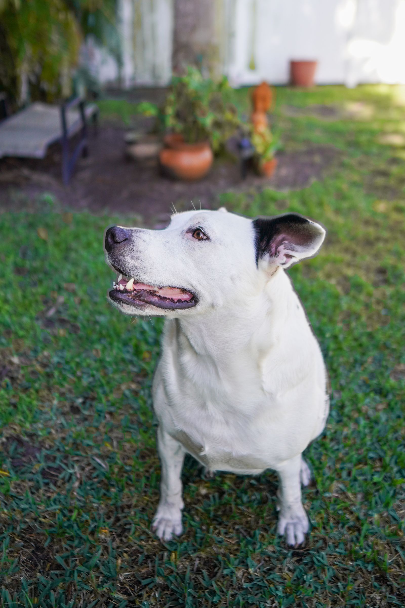Clínica Veterinária Empório dos Bichos